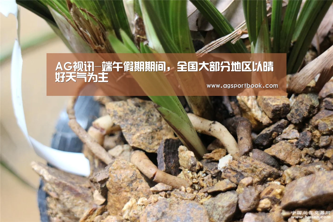 AG竞猜